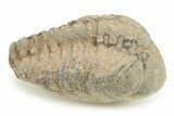 Bargain Phacopid Trilobite Fossils - Photo 2
